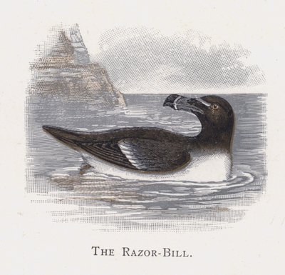 The Razor-Bill by Alexander Francis Lydon